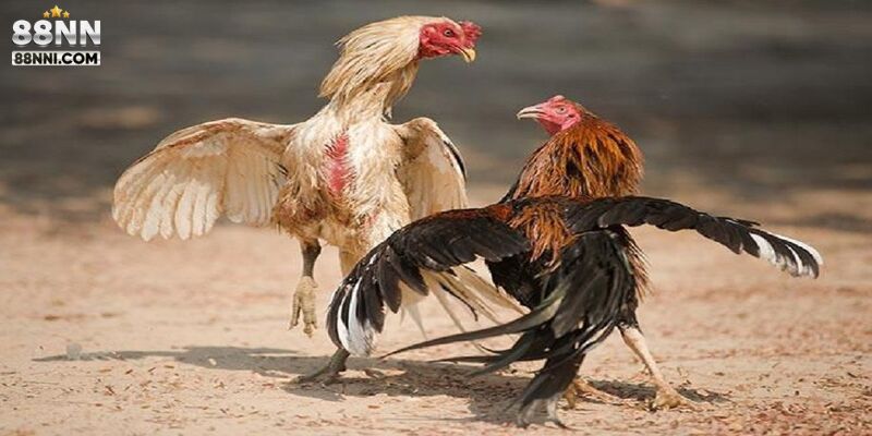 Tìm hiểu đá gà cựa dao chơi lớn thắng lớn