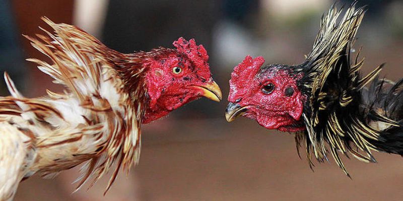 Đa dạng hình thức kê chiến độc đáo