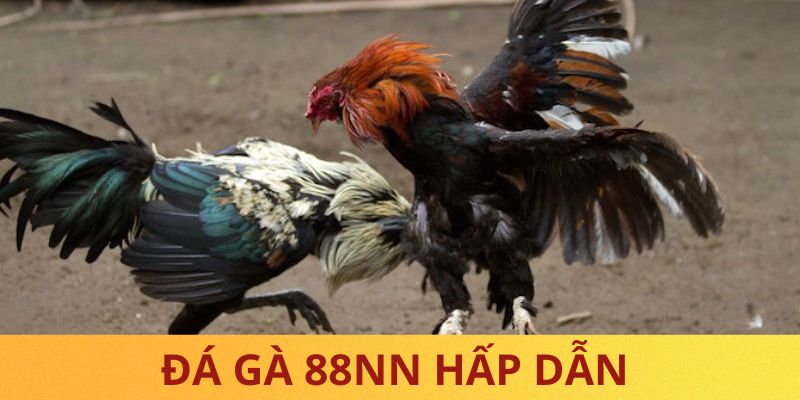 Thực hiện lưu ý cho trải nghiệm đá gà online chỉn chu hơn