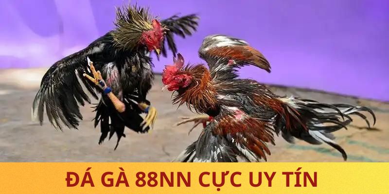 Nhiều lý do để sảnh đá gà được quan tâm