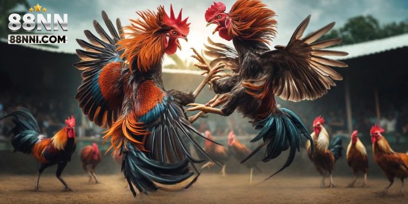 Luật chơi đá gà Thomo chuẩn nhất hiện nay