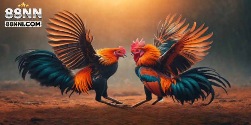 Giới thiệu về đá gà Thomo